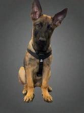 Load image into Gallery viewer, Lux Leads XS Black Collar