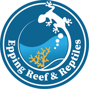 Epping Reef and Reptiles