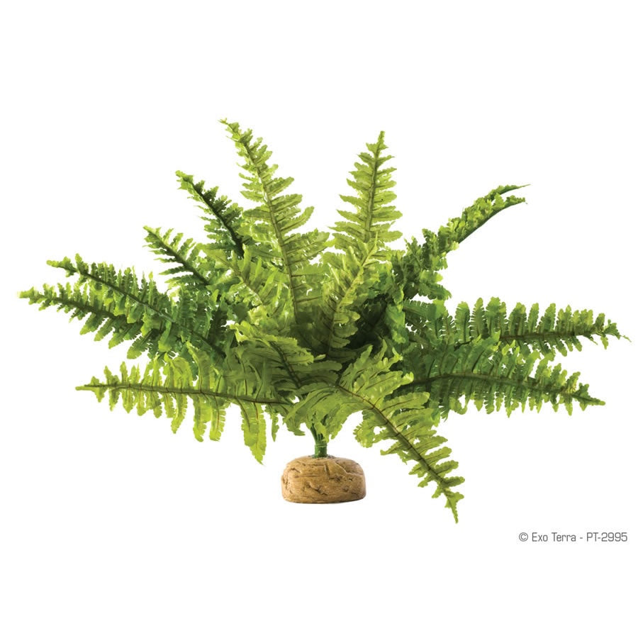 Exo Terra Boston Fern Small