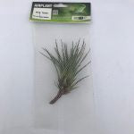 ProRep Airplant Med. Melanocrater tricolor