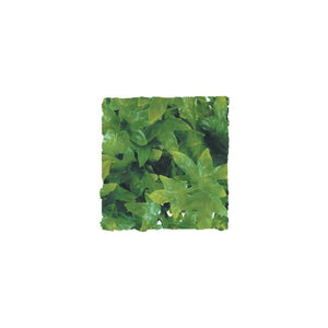 Zoo Med Congo Ivy, Medium