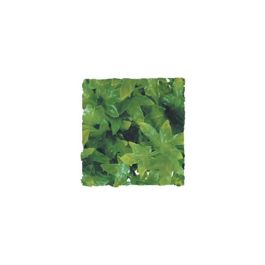 Zoo Med Congo Ivy, Medium